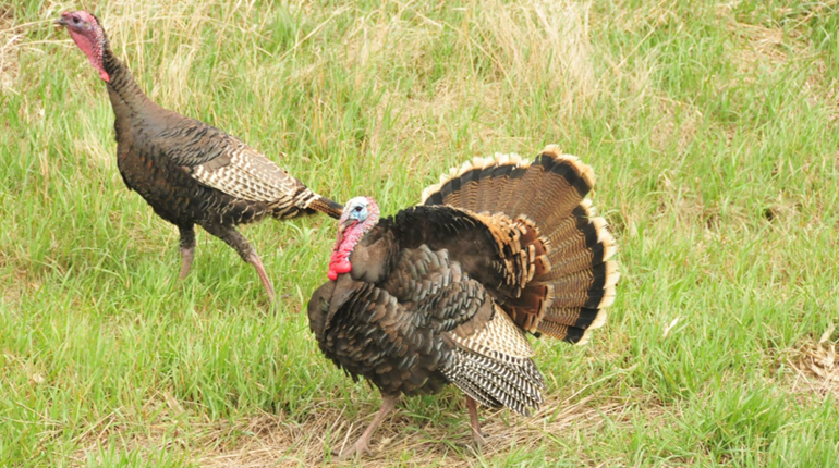 Gobbler Gear! 10 Turkey-Hunting Must-Haves | NRA Family
