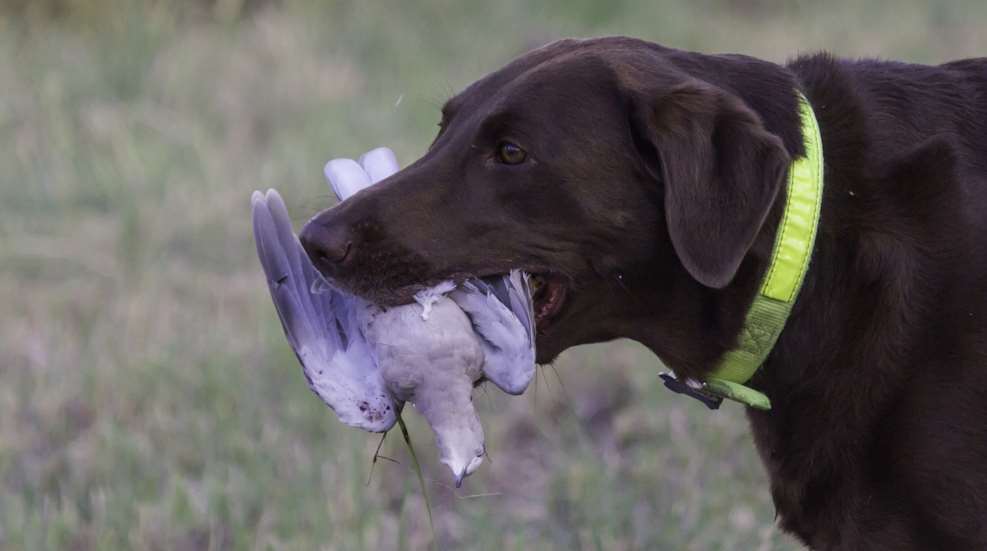 Gross Dove Hunting Lede Istock