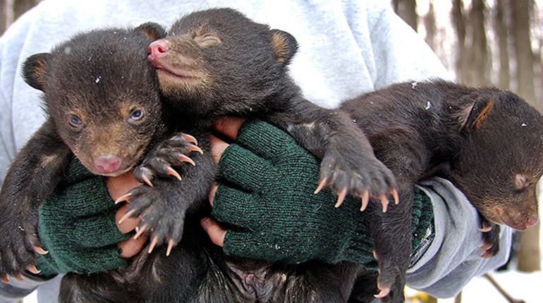 The Secrets of Wildlife Management | NRA Family