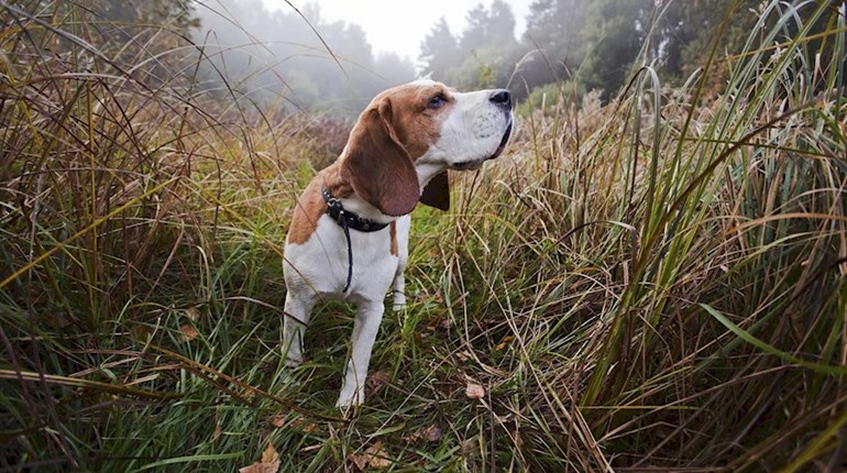 12 Amazing Hunting Dogs In Honor of National Dog Day | NRA Family