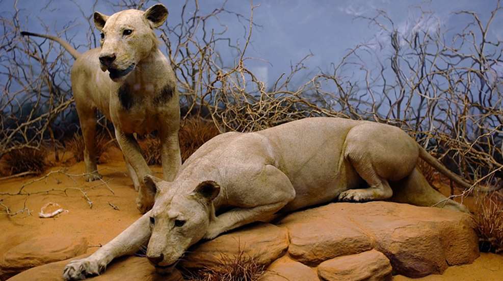 tsavo-lions.jpg
