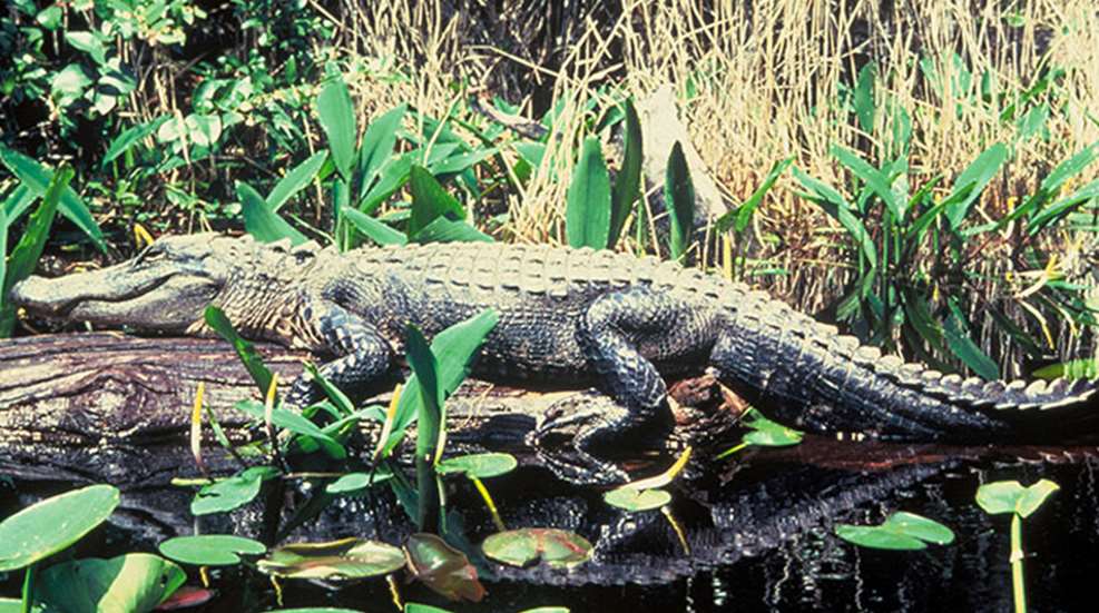 alligator.jpg