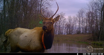 Elk on Trail Camera