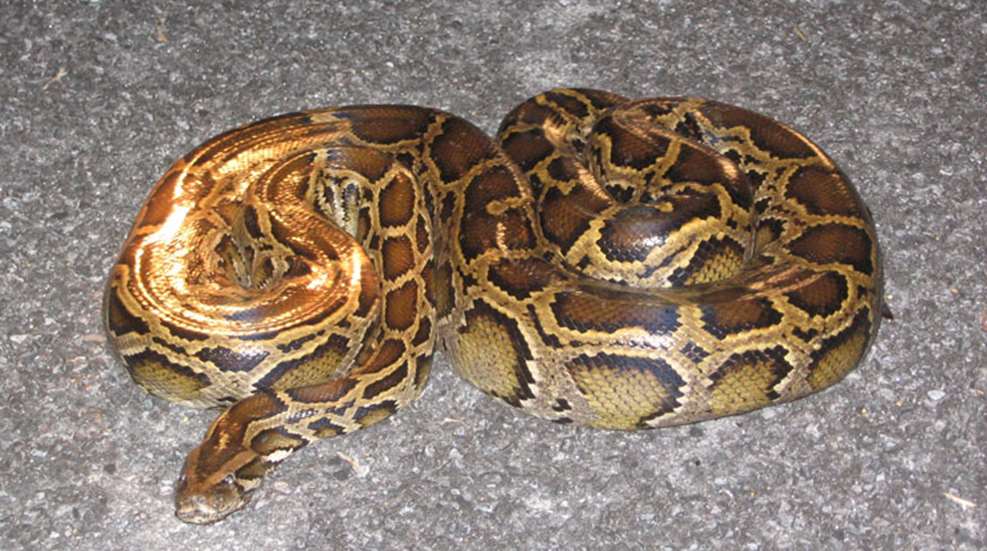 burmese-python-in-everglades-public-domain.jpg
