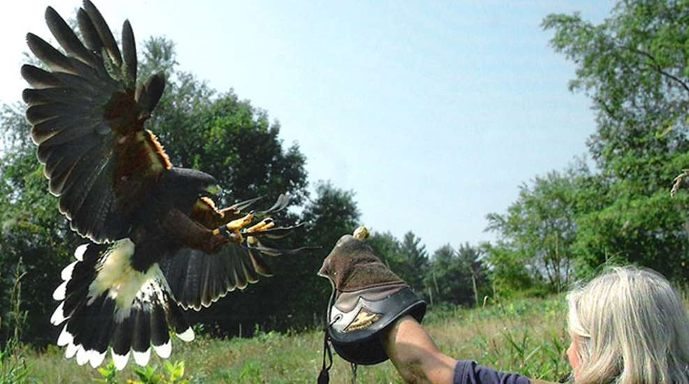 falconer.jpg