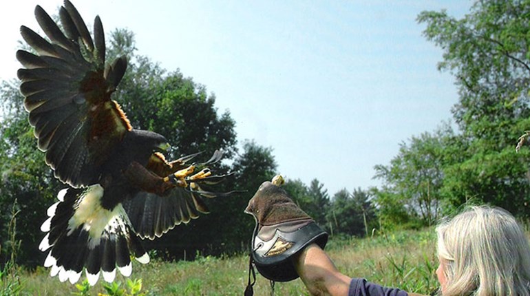Falconer Ranger A Korean Huntress Tries Falconry | NRA Family