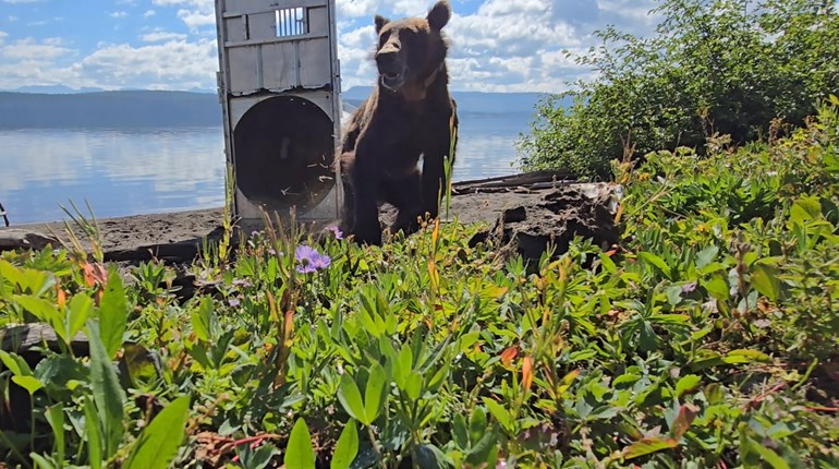 Fed Bears Are Dead Bears - Please Secure Your Yards & Porches! | NRA Family