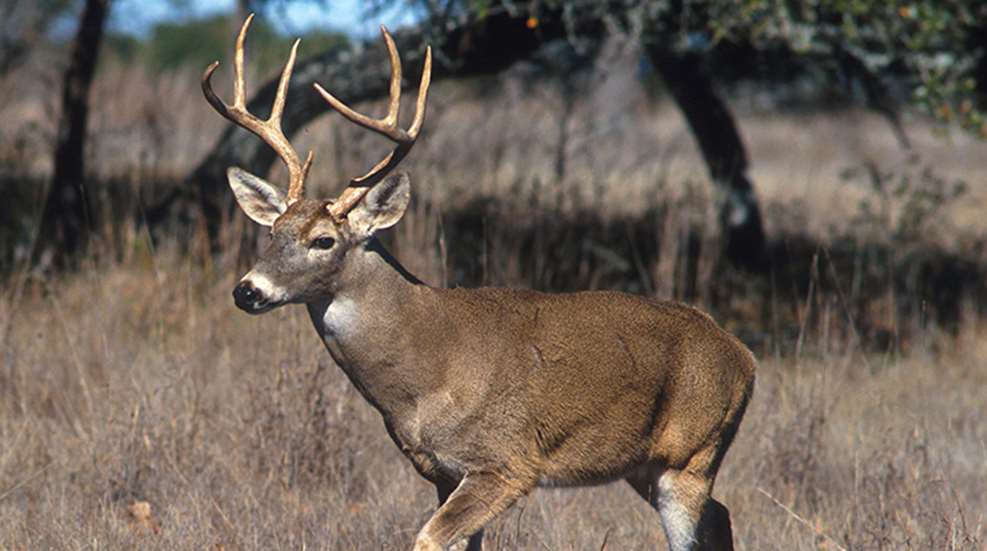 poaching-main.jpg