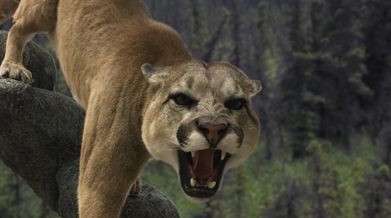 What to Do If a Mountain Lion Invites You to Lunch | NRA Family