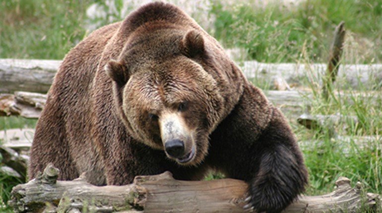 Fun Friday: Watch Grizzly Bears Break Stuff | NRA Family