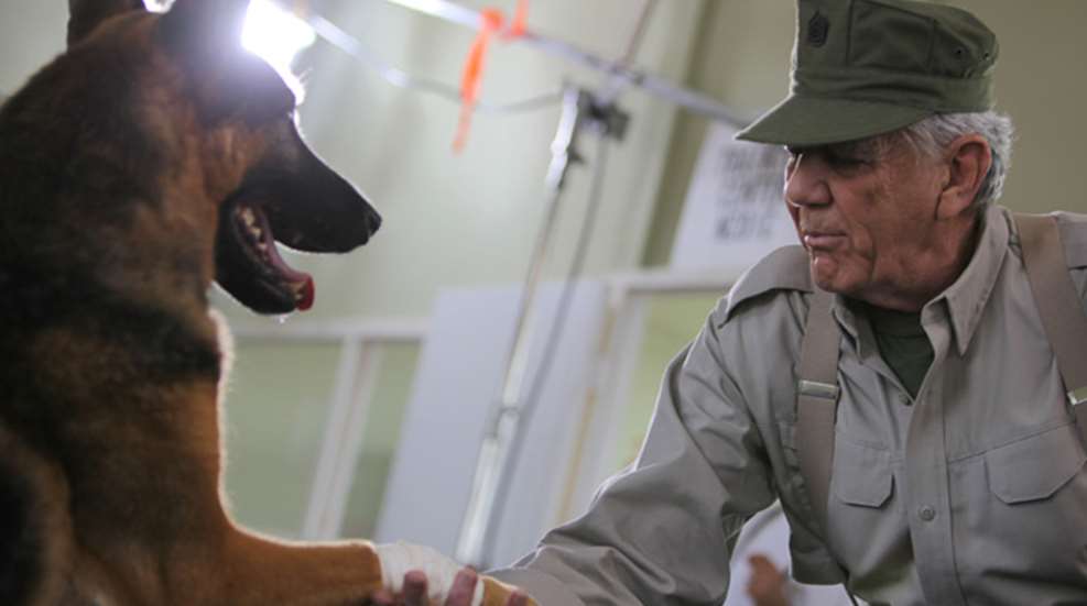 k9.jpg