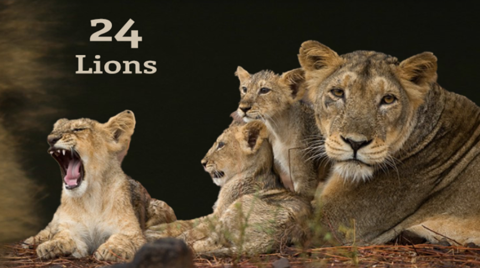 24 Lions Lede