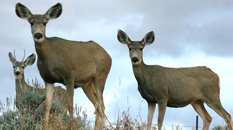 Junior Hunters: Win a Free Mule Deer Hunt at Tejon Ranch! | NRA Family