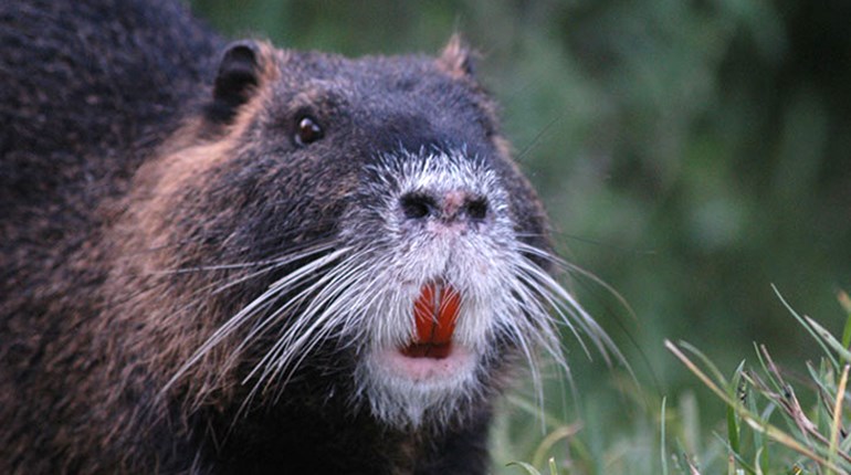 Nutria: Invasive (& Delicious)! | NRA Family