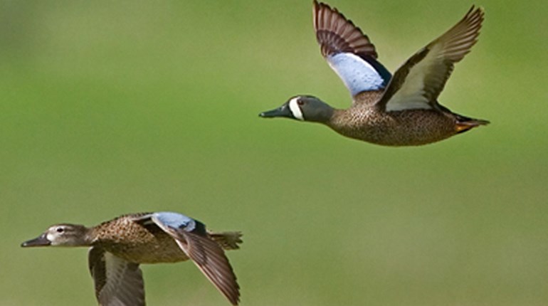 Early Birds: Late-Summer Wingshooting | NRA Family