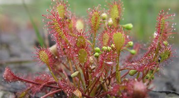 sundew