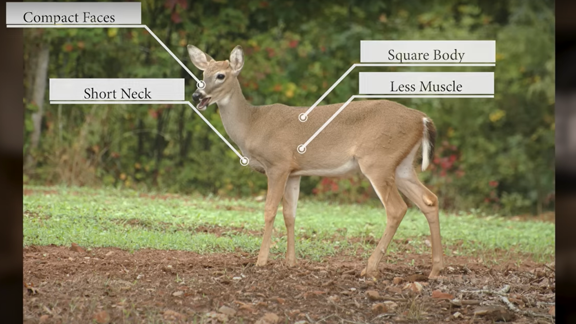 Nda Field Guide Antlerless Deer Lede
