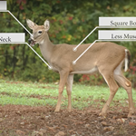 Nda Field Guide Antlerless Deer Lede