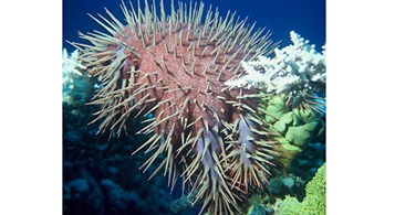 crown of thorns starfish