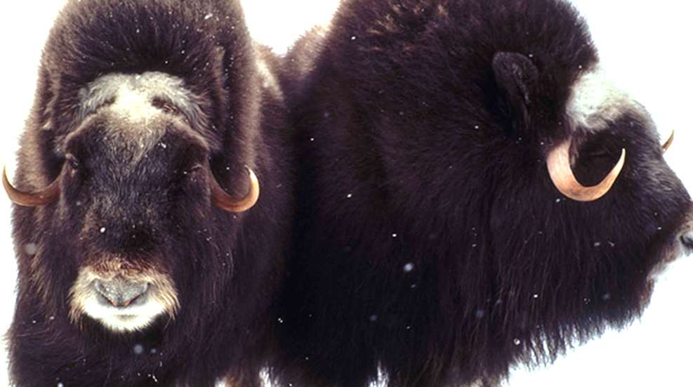 muskox.jpg