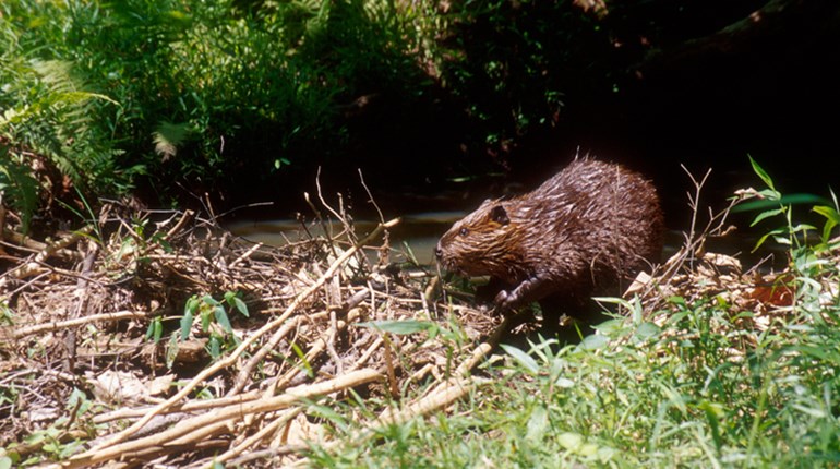 Fun Friday: 5 Ways Beavers Are Giving Humans a Run for Our Money | NRA Family