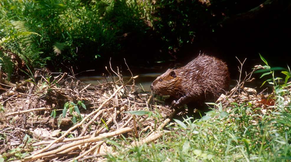 beaver-natl-park-service.jpg