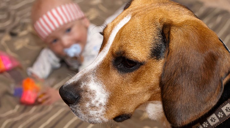 Gundog, Meet Baby | NRA Family
