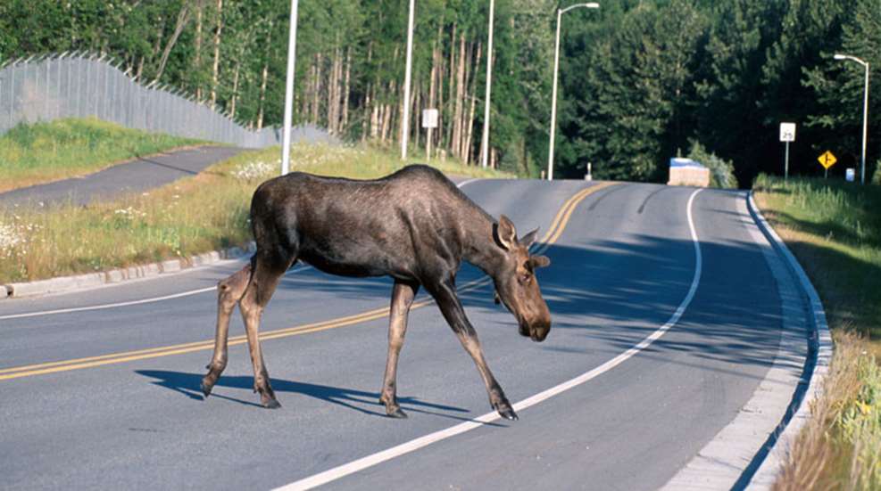moose_crossing_a_road.jpg