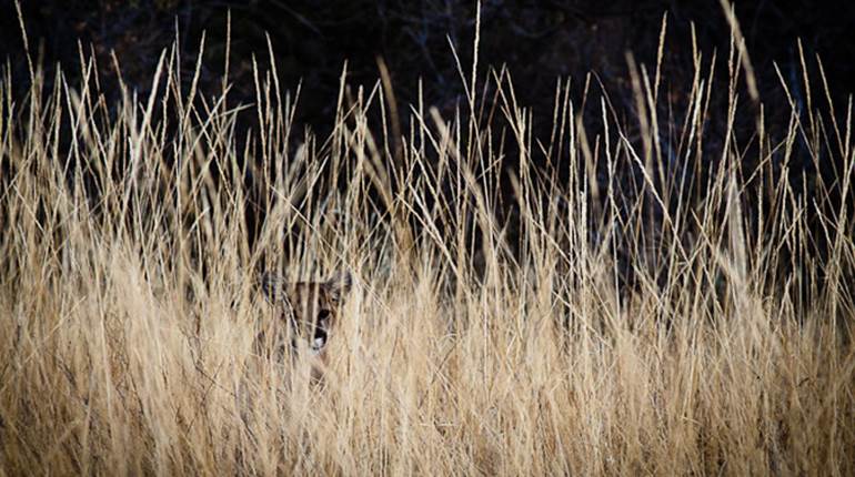 Less-Lethal Self-Defense Options | NRA Family