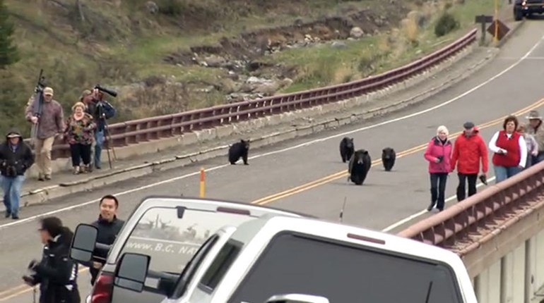 Hey! Tourists! Leave Those Bears Alone | NRA Family