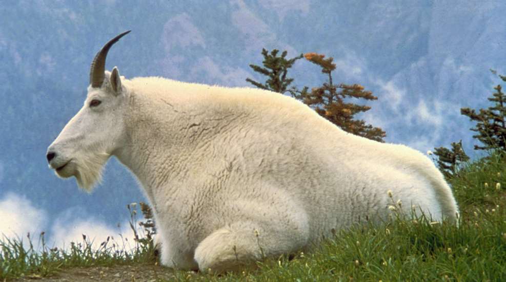 Public Domain Mountain Goat