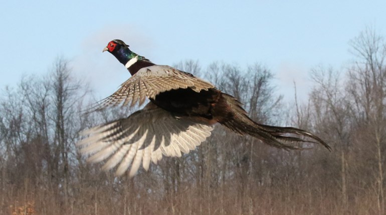 Cool Outdoor Job: Hunt Club Owner | NRA Family