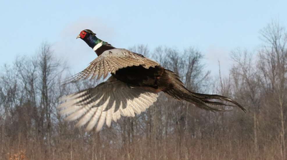 cock pheasant in flight