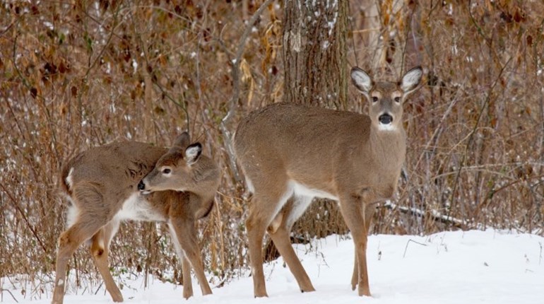 Should You Worry About COVID-19 in Whitetails? | NRA Family