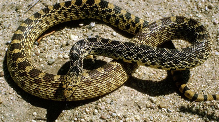 Bears, Bees, Snakes-Oh My! Well...Just Snakes | NRA Family