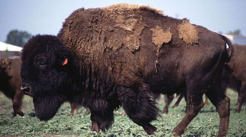 bison.jpg