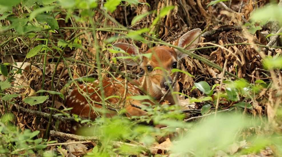 Istock Hidden Fawn