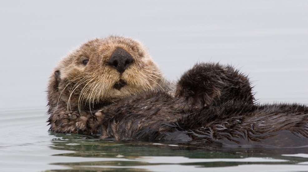 sea-otter-morro-bay_13.jpg