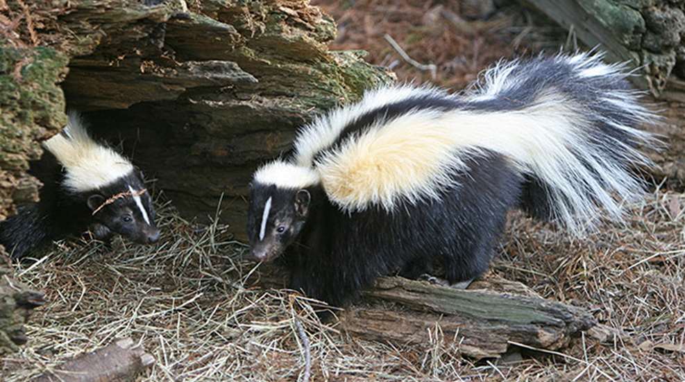 skunk.jpg