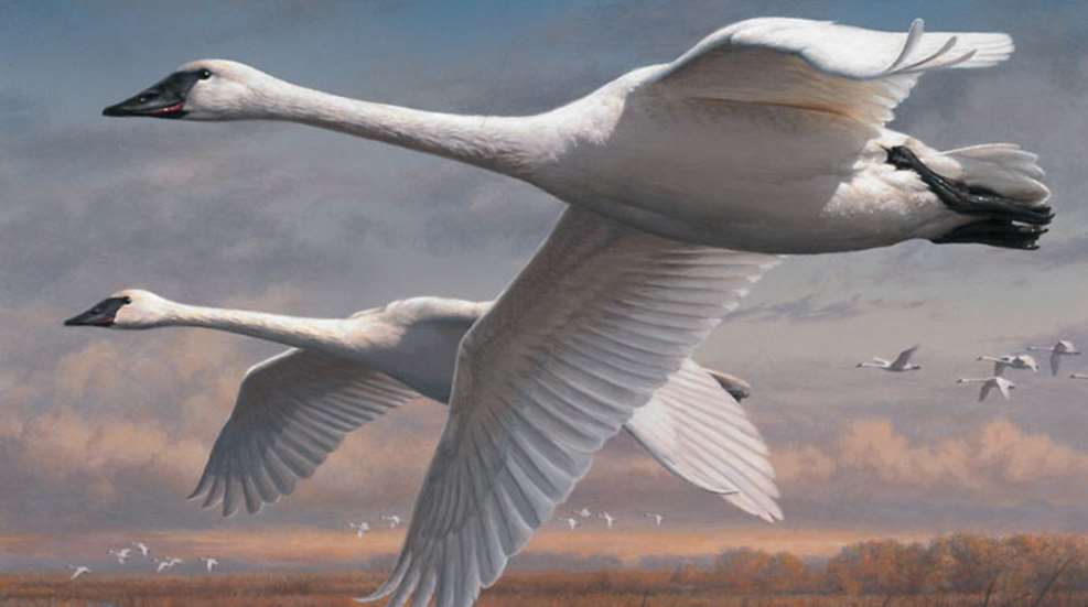 joseph-hautman-duck-stamp-actual-1st.jpg