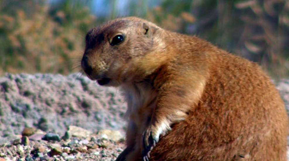 prairie-dog-public-domain.jpg