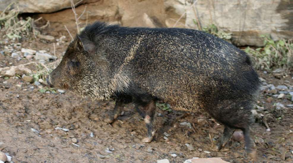javelina.jpg