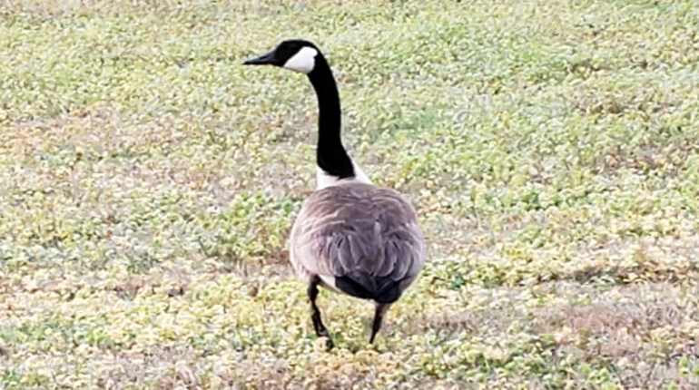 Oklahoma's Virtual BioBlitz! Wildlife Encounters Challenge | NRA Family