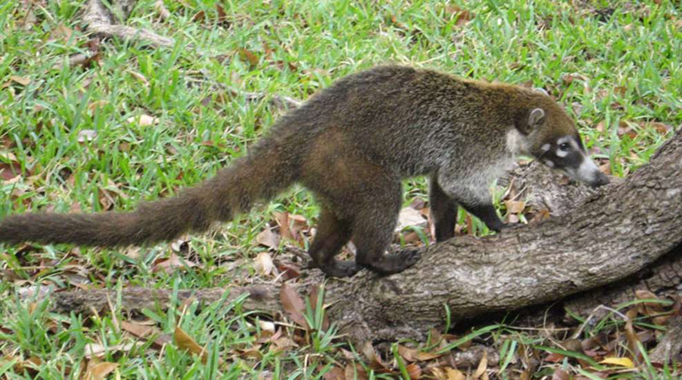 coatimundi.jpg