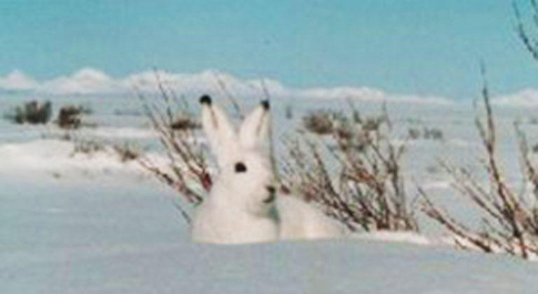 Snowshoe Hare