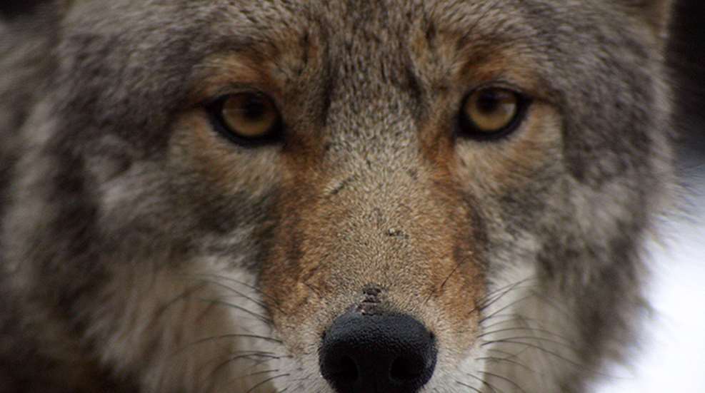 coyotes-main.jpg