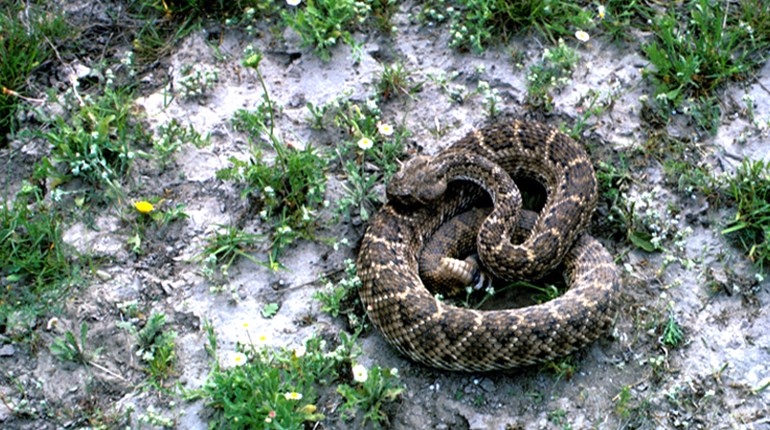 How To Deal With Venomous Snakes | NRA Family