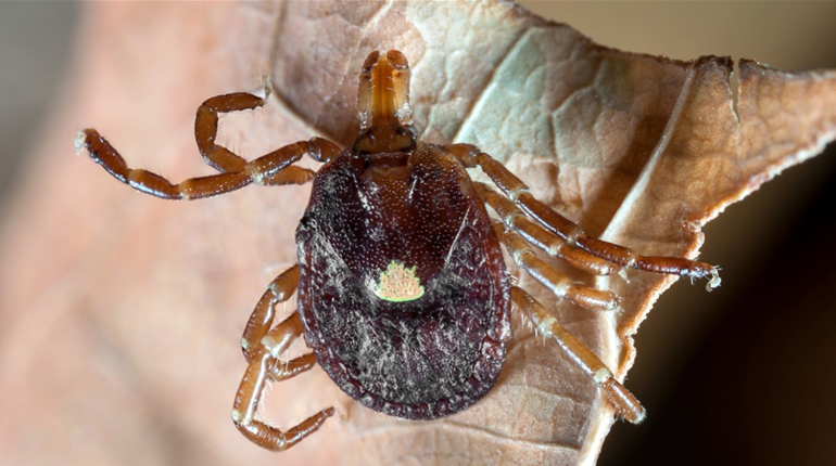 This Summer, Protect Your Family Against Ticks | NRA Family