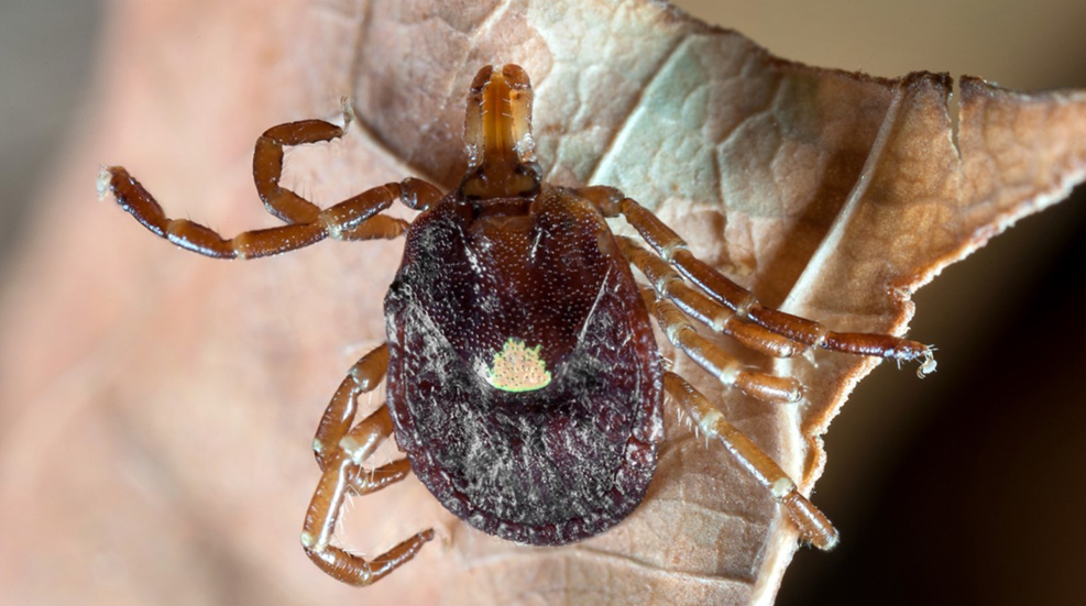 Lone Star Tick Yuck