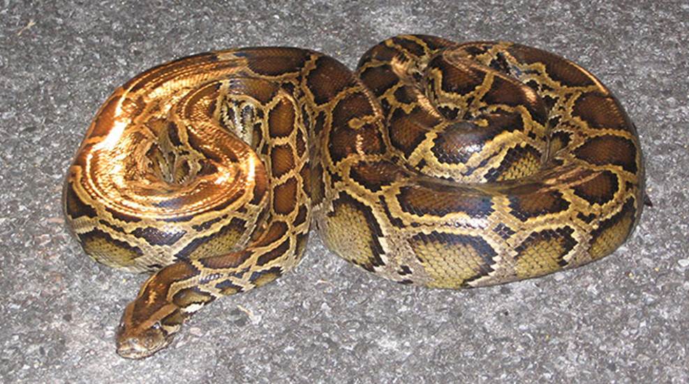 Wildlife Profile: Python | NRA Family